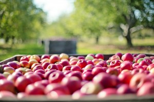 apples 1004886 1280 300x200 Jak będzie się rozwijał eksport w 2016 roku?